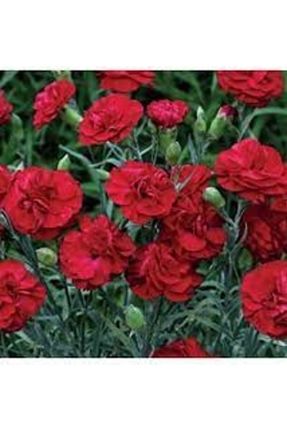 بذرها Çiçek Tohumu Köy Tohumları - کد 872469380