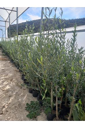  ZEYTİN - کد 874723029
