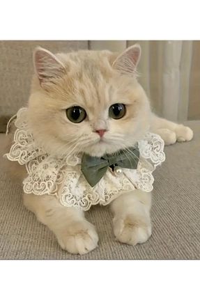 قلاده گربه سبز Animalovers - کد 873270303