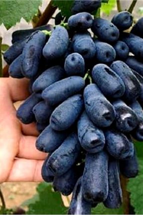 نهالها ÇİÇEKFLİX - کد 873413769