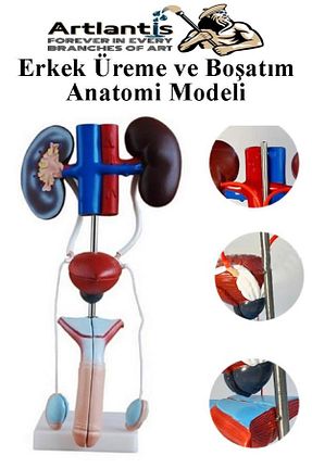 لوازم آزمایشی رنگی Artlantis - کد 876884107