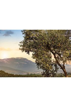 روغن زیتون Villa TURQAN - کد 922959228