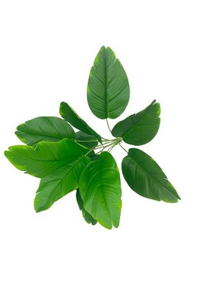 گل خشک و مصنوعی سبز Nettenevime - کد 738209201