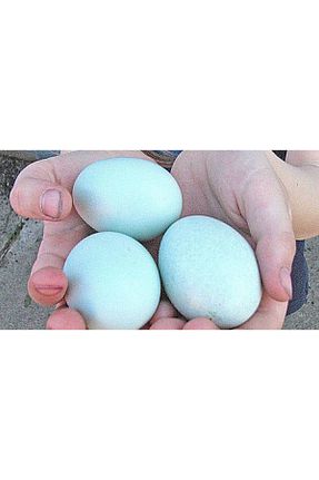 سایر محصولات اغذیه فروشی MAVİ-YEŞİL YUMURTA - کد 91069093