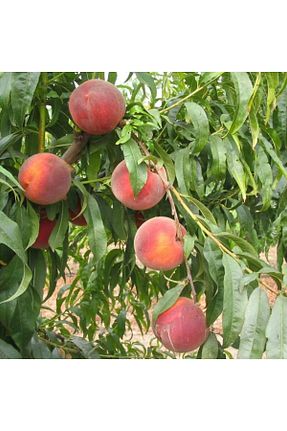 نهال میوه پیوندی Smargat - کد 881505291