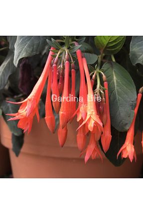نهالها Gardina - کد 864096877