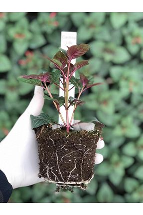 نهالها Gardina - کد 864096877