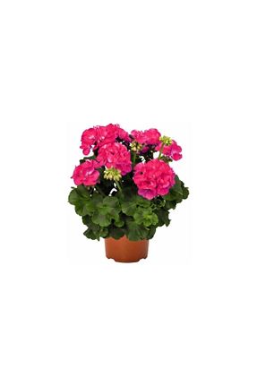 گیاهان داخل ساختمان Mimoza Bitki Market - کد 882706348