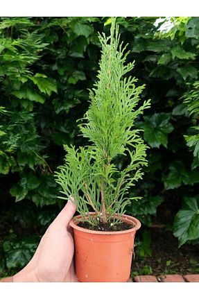  YILDIZ BOTANİK - کد 883422385