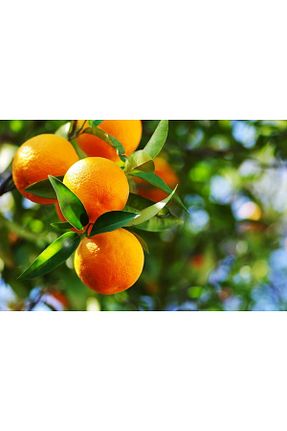 میوه NADİA NATURAL - کد 884498048
