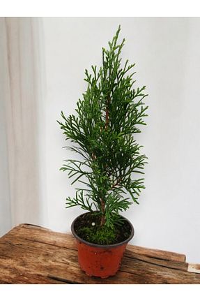  YILDIZ BOTANİK - کد 883422385