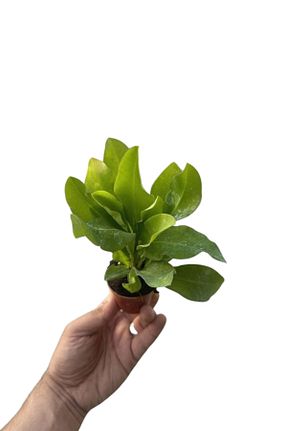 تراریوم و ساکولنت ÇİÇEKFLİX - کد 886351328