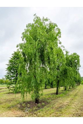  doğaşık - کد 885142903