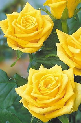 گل رز پیوندی ÇİÇEKFLİX - کد 865597895