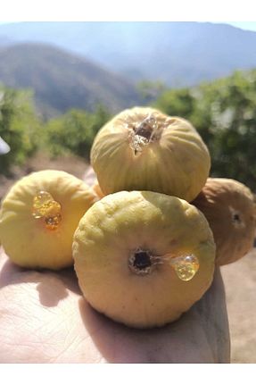  Fruvella Organik Ürünler - کد 886033715