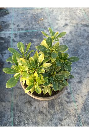 گیاه پایه کوتاه گلدار UZAY BAHÇESİ - کد 885963374