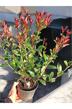  YILDIZ BOTANİK - کد 885190220