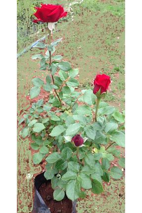 نهال میوه پیوندی Genel Markalar - کد 162393880