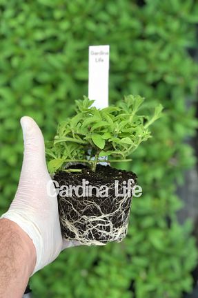 نهالها Gardina - کد 228562219
