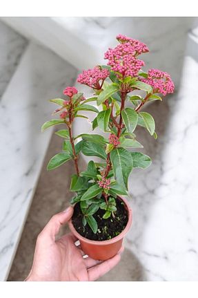 نهال کادویی YILDIZ BOTANİK - کد 889722655