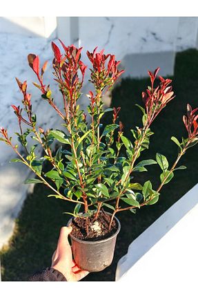  YILDIZ BOTANİK - کد 885190220