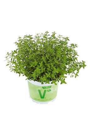 نهالها Gardina - کد 373207331