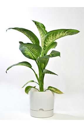 گلدان سفید leogarden - کد 97573837