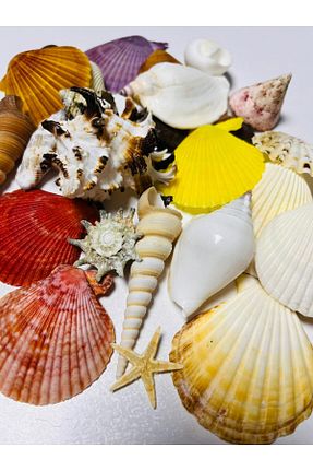 دکوراسیون و اکسسوری اکواریوم izmir Bitpazarı - کد 891374292