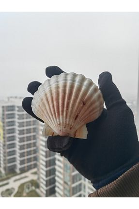 دکوراسیون و اکسسوری اکواریوم Seashell Rio - کد 891507806