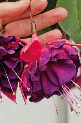 نهالها Gardina - کد 228467582
