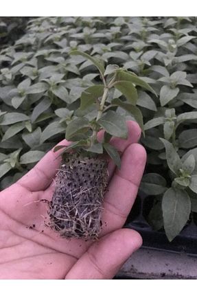 نهالها Mutlu Paket - کد 890890626