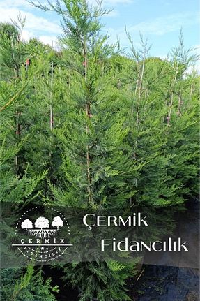 نهال میوه پیوندی ÇERMİK FİDANCILIK - کد 891505943