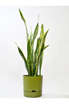 گلدان سبز leogarden - کد 97573812