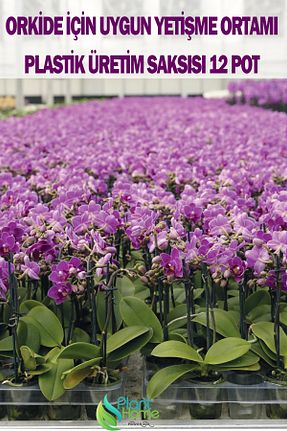 گلدان رنگی Plant Home Power Mix - کد 894361467