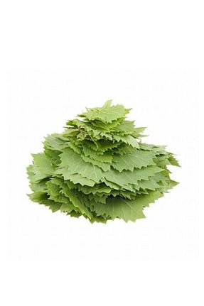 نهال میوه پیوندی Fidanistanbul - کد 894600043