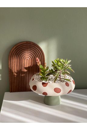 تراریوم و ساکولنت Home - کد 893490016