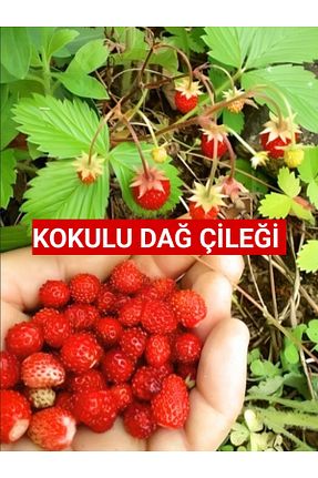 نهالها Nutyen - کد 895463885