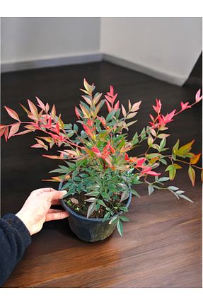 نهال کادویی YILDIZ BOTANİK - کد 897015286