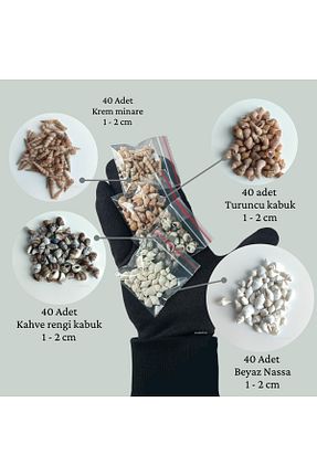 دکوراسیون و اکسسوری اکواریوم Seashell Rio - کد 894847253