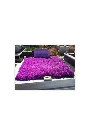 گیاه پایه کوتاه گلدار Mimoza - کد 895039875