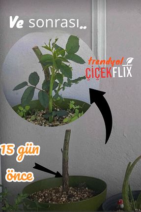  قرمز ÇİÇEKFLİX - کد 864111040