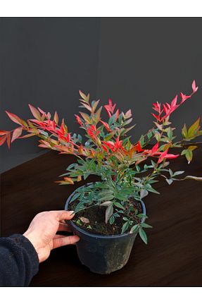 نهال کادویی YILDIZ BOTANİK - کد 897015286