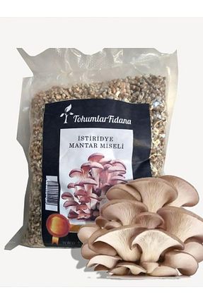 بذرها Bitki Tohumları tohumlar fidana - کد 274496792