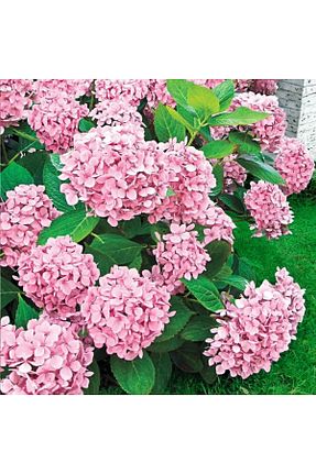 گیاه پایه کوتاه گلدار YILDIZ BOTANİK - کد 895871951