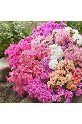 بذرها Çiçek Tohumu ZENGARDEN EV VE BAHÇE - کد 900232201