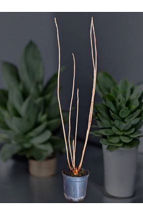 گیاه پایه کوتاه گلدار YILDIZ BOTANİK - کد 895871951