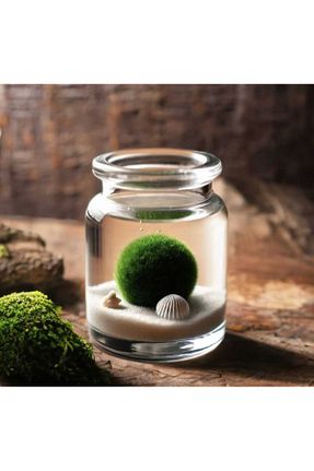 دکوراسیون و اکسسوری اکواریوم İyişans Marimo - کد 322634210