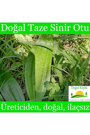 سایر چای های گیاهی Doğal Köylü - کد 856324472