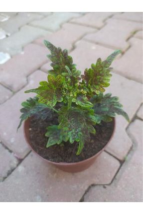 گیاهان داخل ساختمان Nemisia - کد 316954866