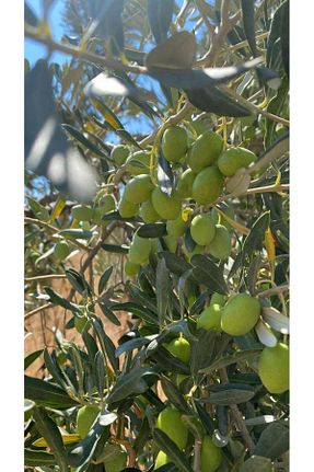 روغن زیتون biomaxi plus - کد 895229631